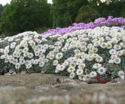 Helichrysum sessilioides